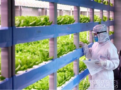 光導照明植物栽培應(yīng)用